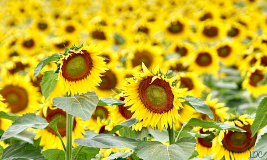 Sunflower Field